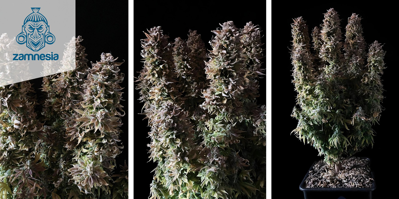 Panama Red Feminized Panama Red Feminized