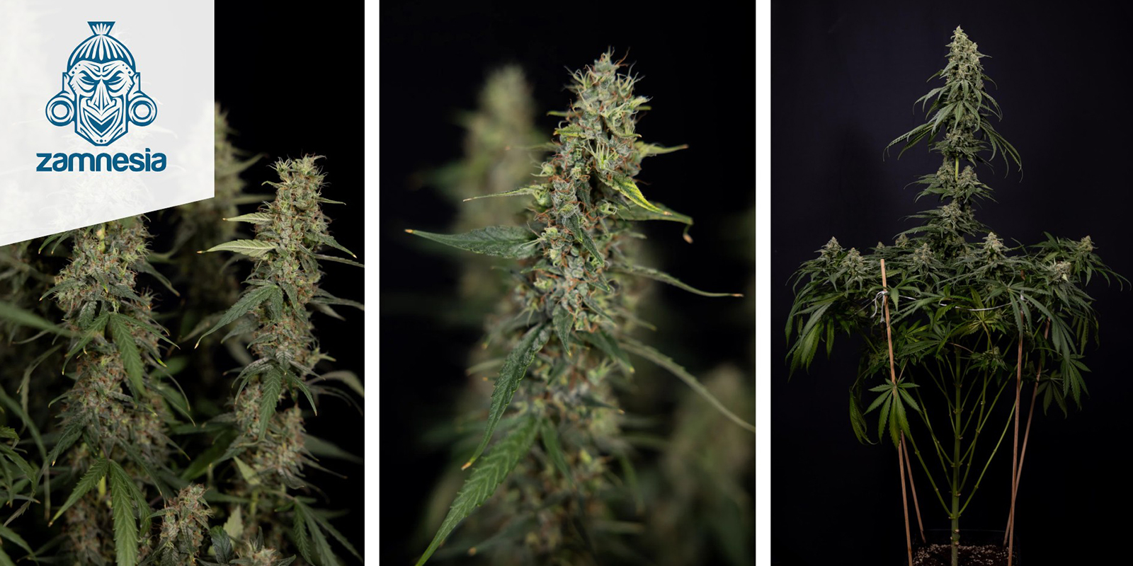 Tropicana Cookies Feminized Tropicana Cookies Feminized