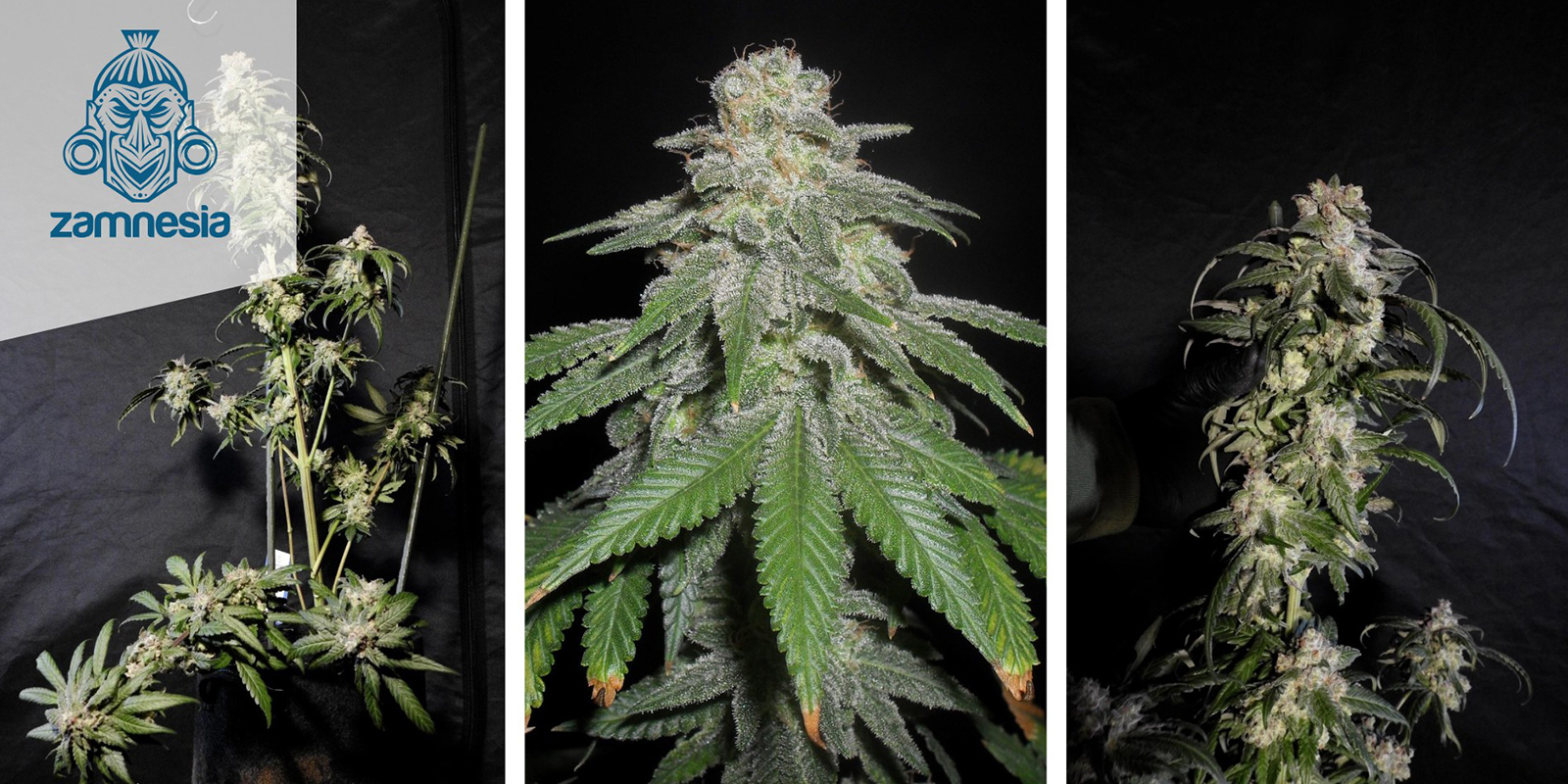 White Widow Feminized White Widow Feminized