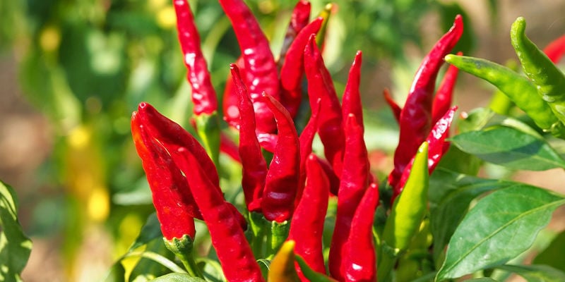 Growing Cayenne Long Slim: Steps