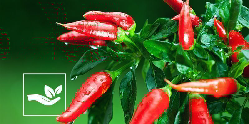 Benefits Of Natural Pesticides