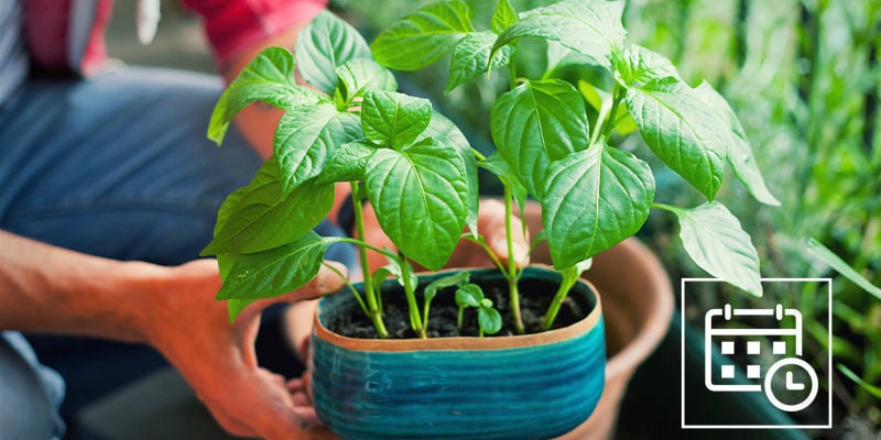 When To Harden Off Hot Pepper Plants?