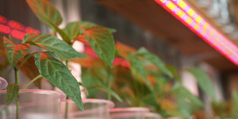 Led grow deals lights for peppers
