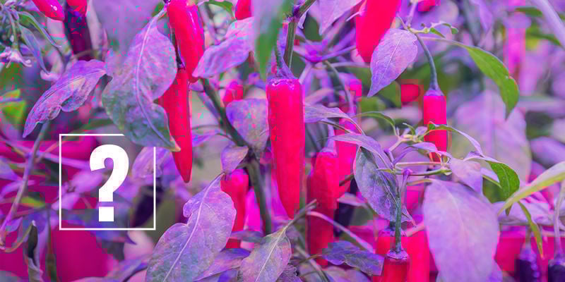 Growing chillies indoors under lights on sale