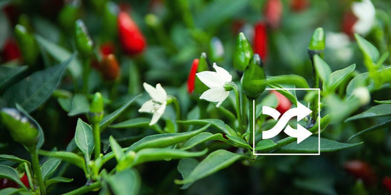 Cross-pollinating chilli plants