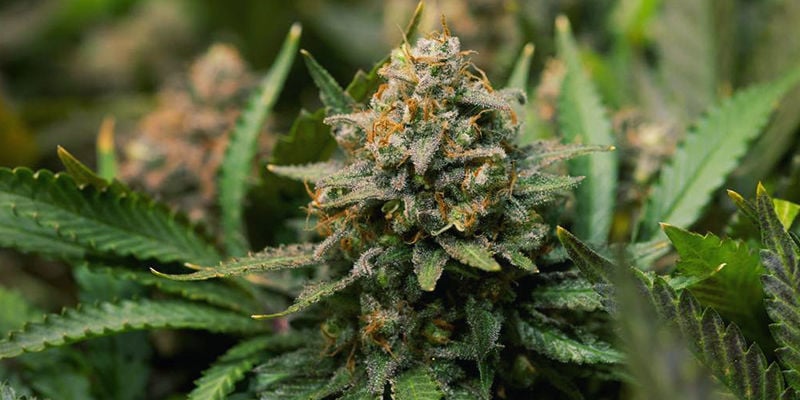 Cannabis Strains That Contain Geraniol