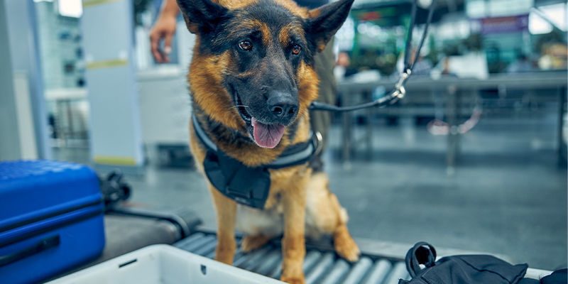 How dogs work at airports