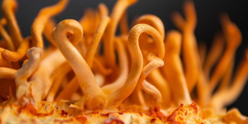 What Is Cordyceps?