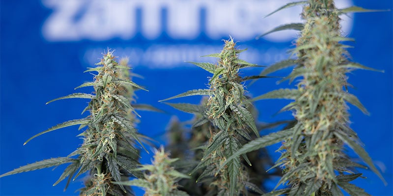 What is best for weed plants: fimming or topping? What is best for weed plants: fimming or topping?