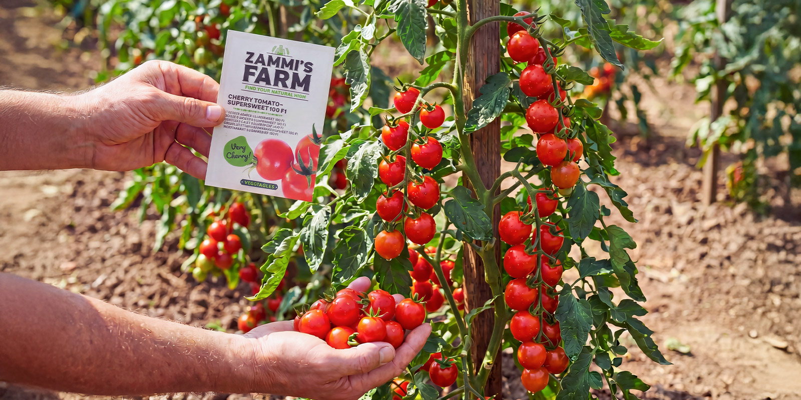 Cherry tomates Cherry tomates