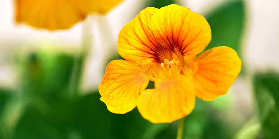 Nasturtium