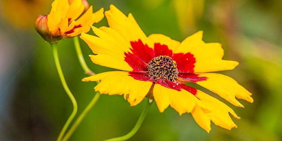 Red Coreopsis