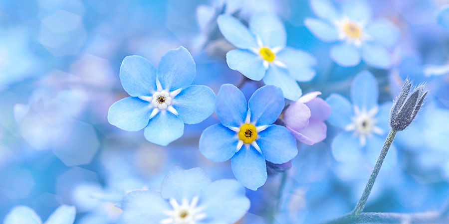 Forget-Me-Not: Indigo Blue