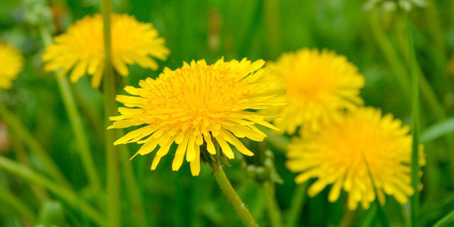 Dandelion