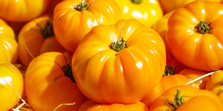 Great white beefsteak tomato