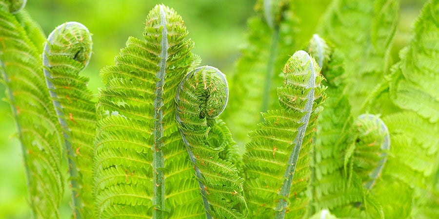 Fiddleheads