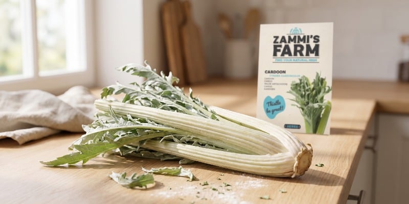 Cardoon Cardoon