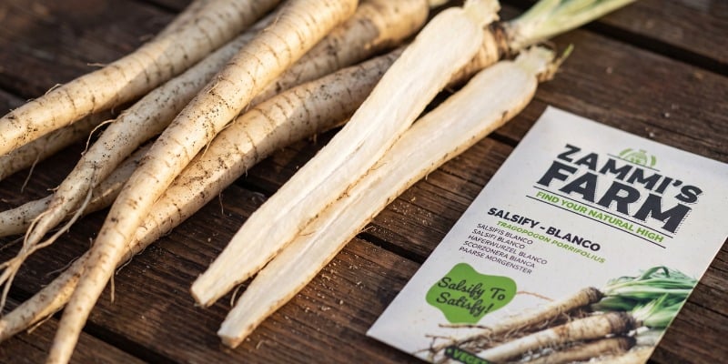 Salsify blanco Salsify blanco