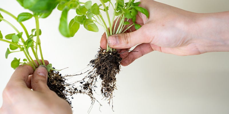 Harvest, Sort, And Wash Your Herbs