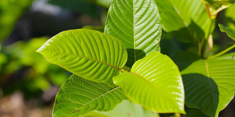 Getting to know Mitragyna speciosa