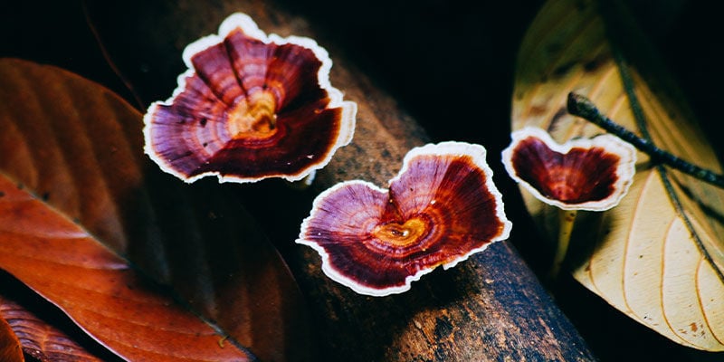 Reishi