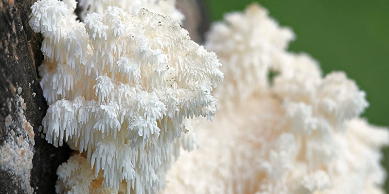 Lion's Mane