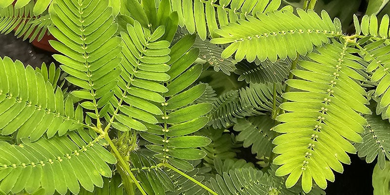 Sensitive Plant