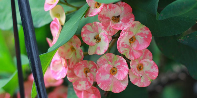 Crown Of Thorns