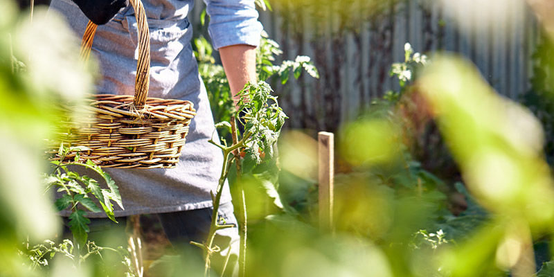 Why Grow Fruits And Vegetables In Warm Environments?