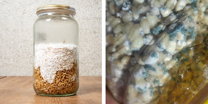 Identifying healthy vs contaminated liquid culture