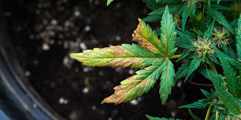 What Does Wind Burn Look Like In Cannabis?