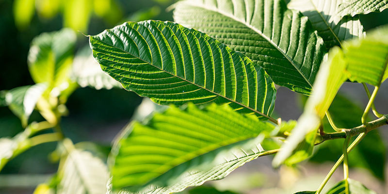 Do Different Types Of Kratom Produce Different Effects?