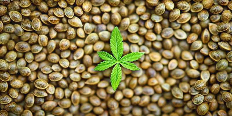 Seed Banks