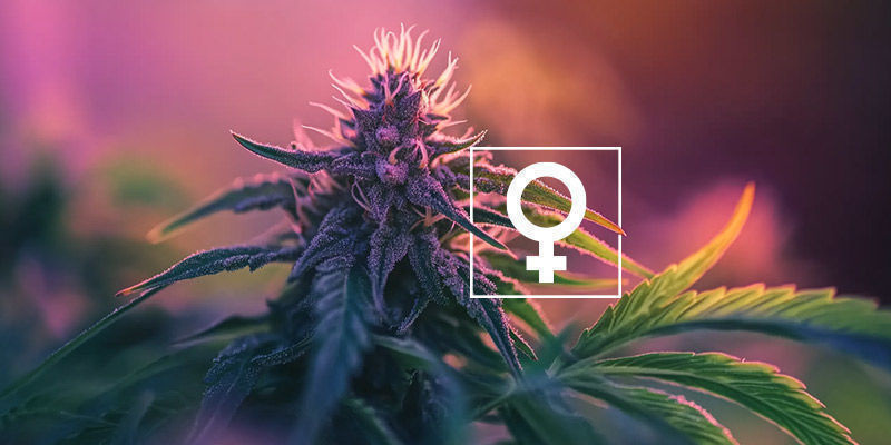 Stick To Feminized Seeds