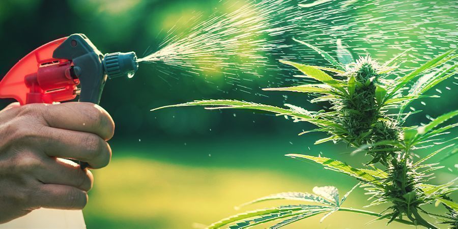 Protecting your cannabis with compost tea