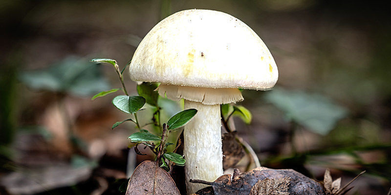 Death Cap
