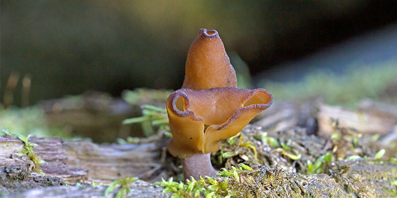 False Morel