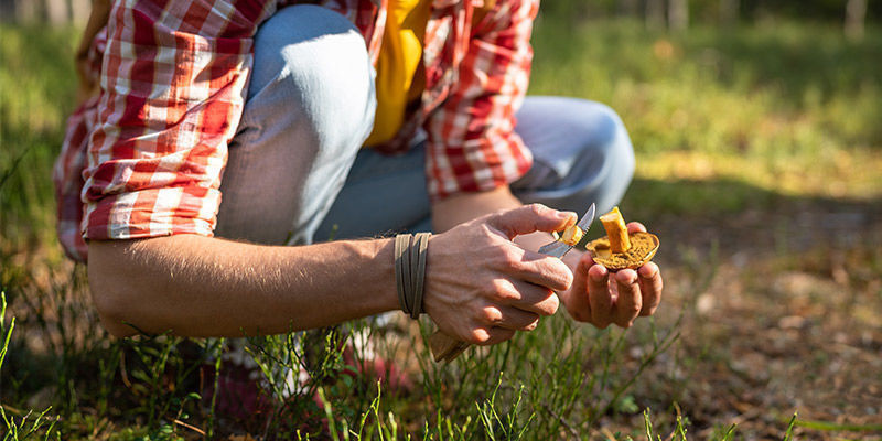 Picking Mushrooms In The Wild: Be Cautious