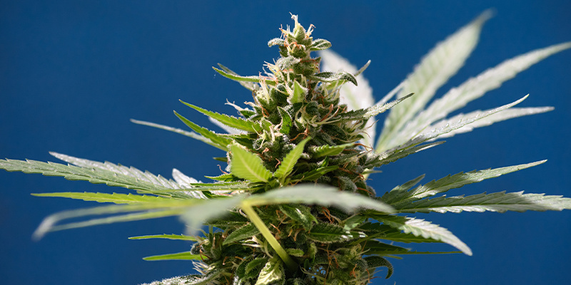 Why this strain matters