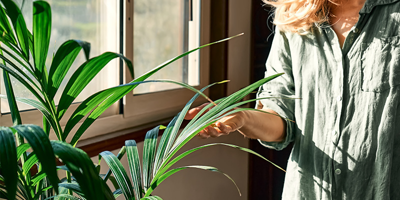 Bring nature inside and beat the winter blues