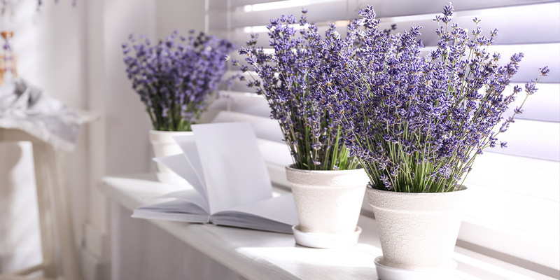 Lavender (Lavandula angustifolia)