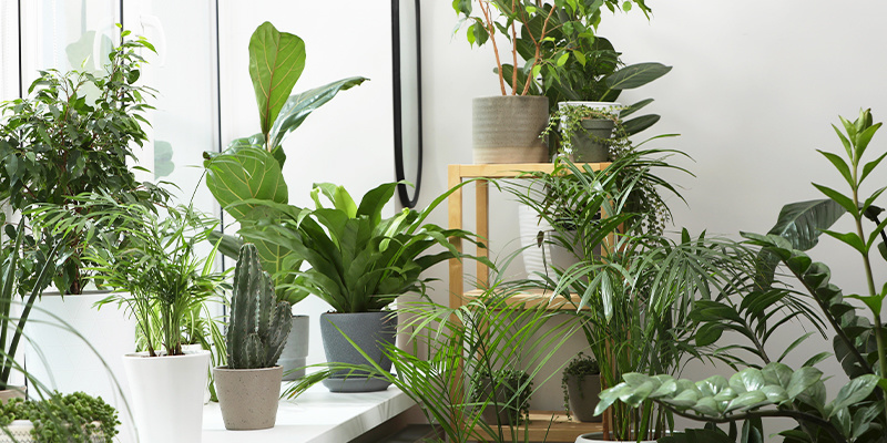 Why indoor plants are essential during colder months