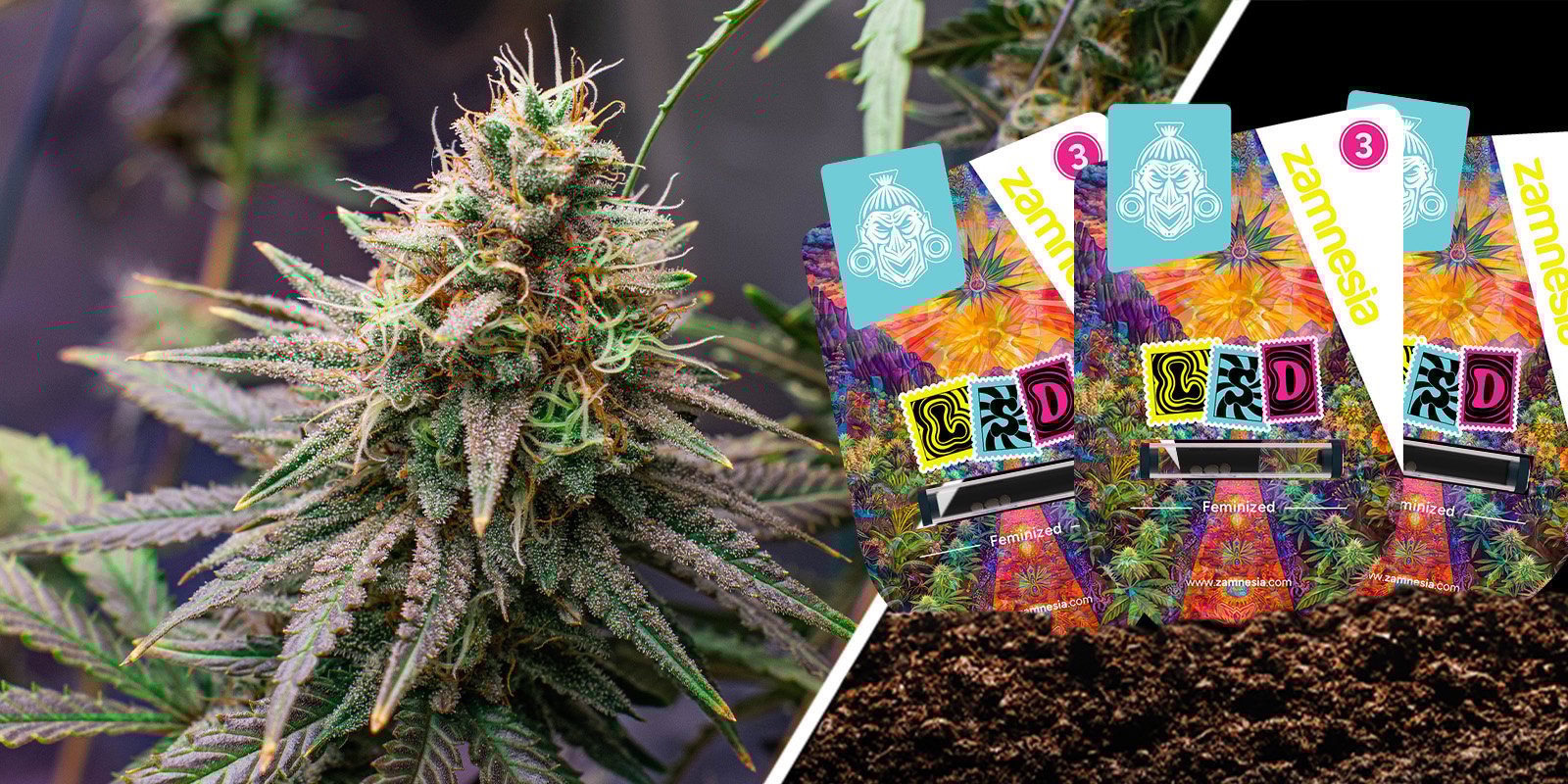 LSD: Old-school skunk with a psychedelic twist