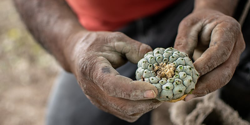 Peyotism: A tradition of reverence and renewal