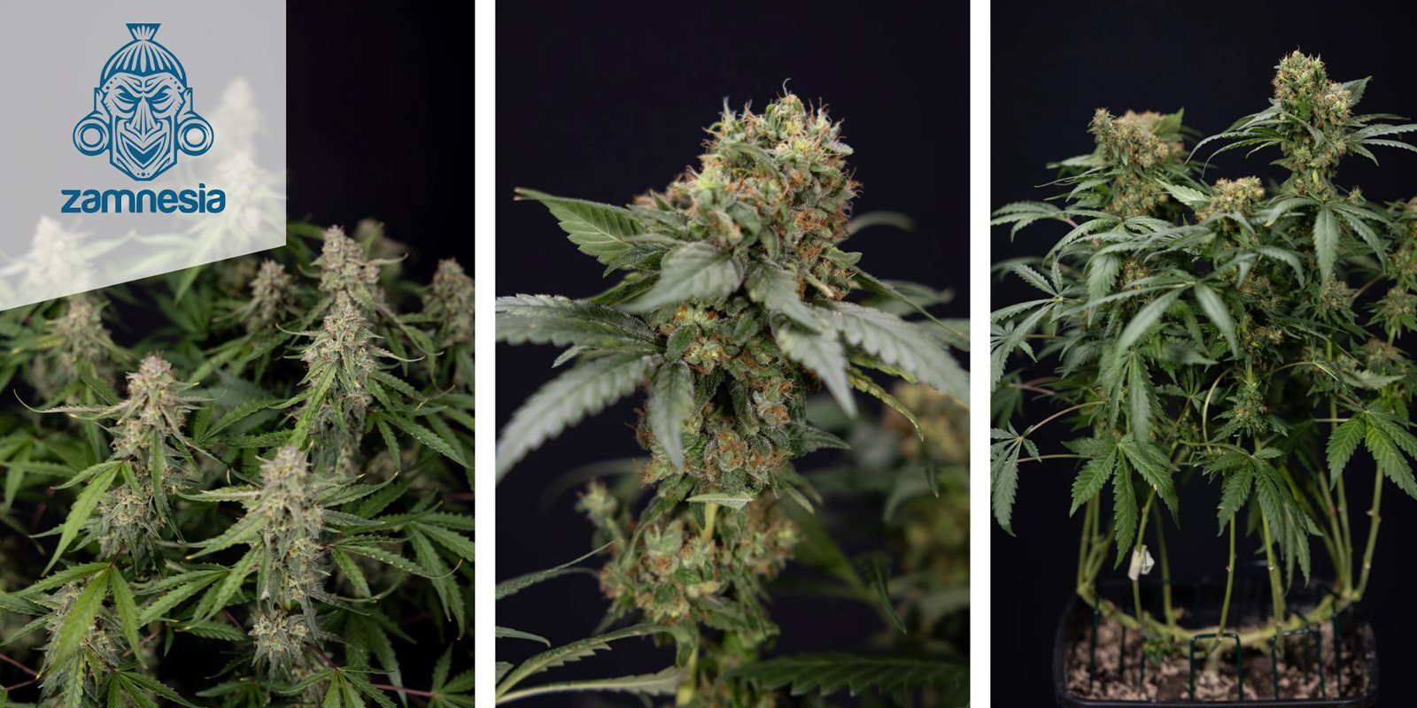 Green Crack F1 Hybrid Automatic (Zamnesia Seeds) feminized