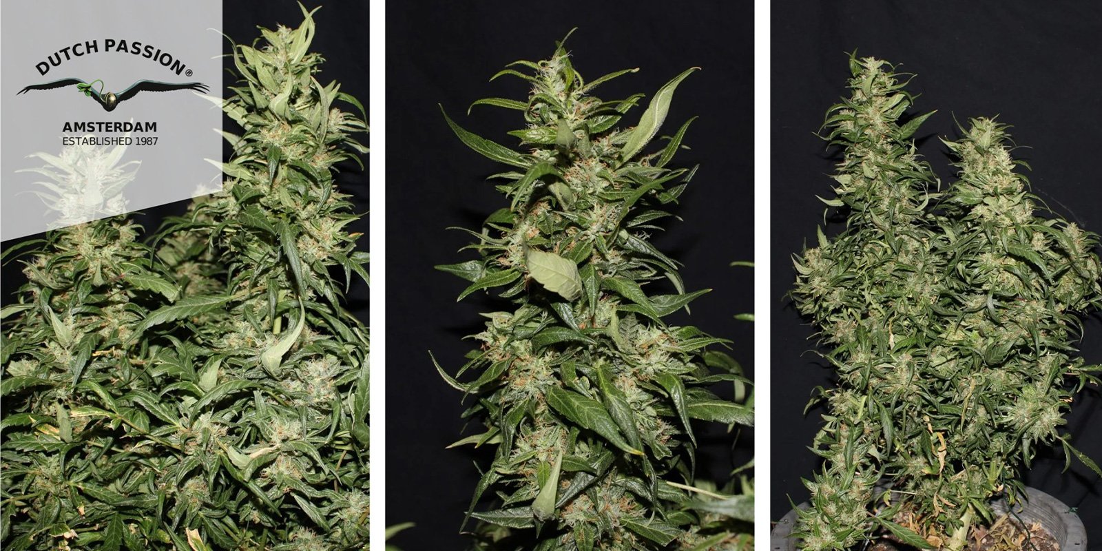 Hollands Hope (Dutch Passion) feminized