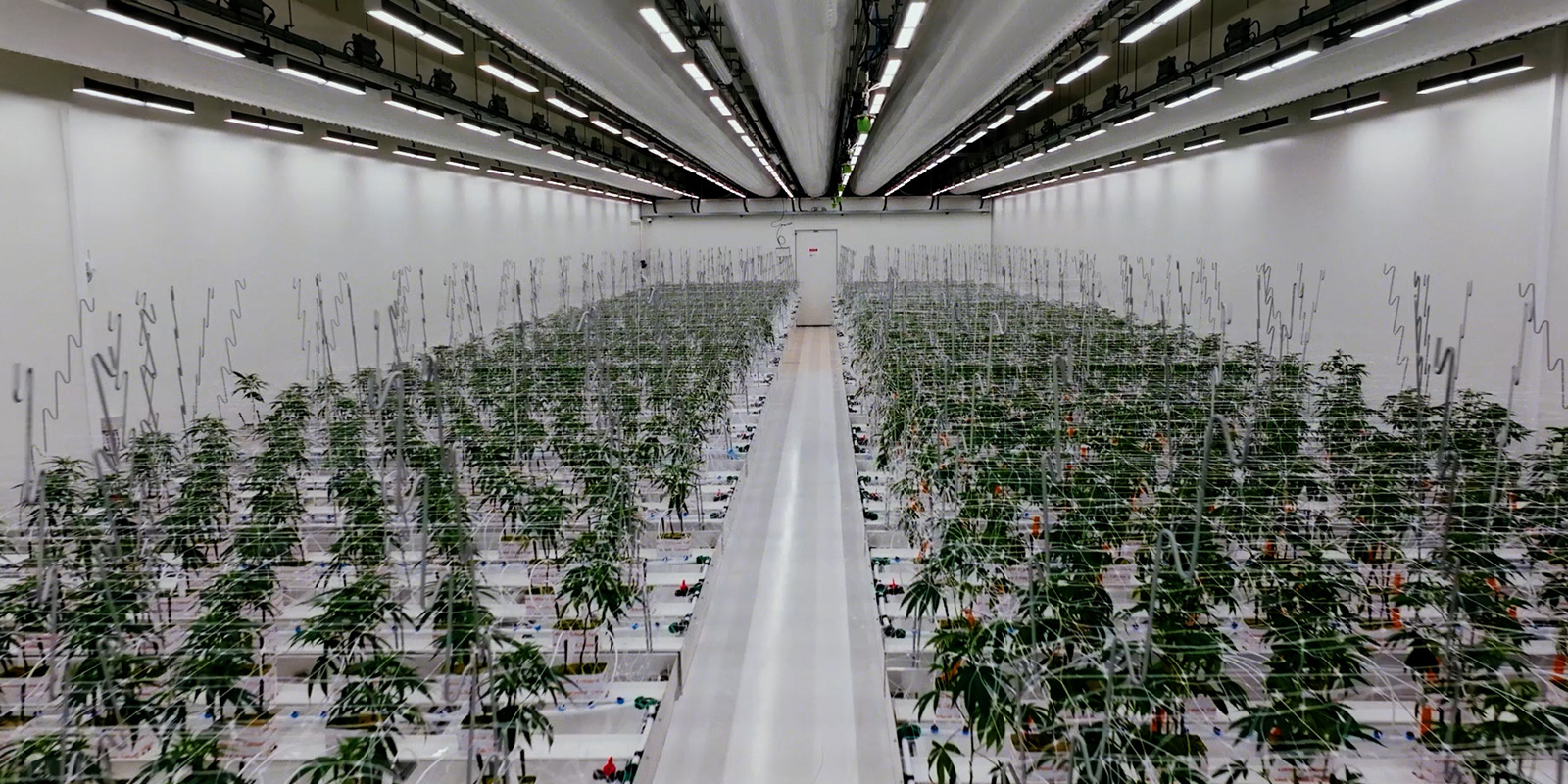 A masterclass in regulated cultivation