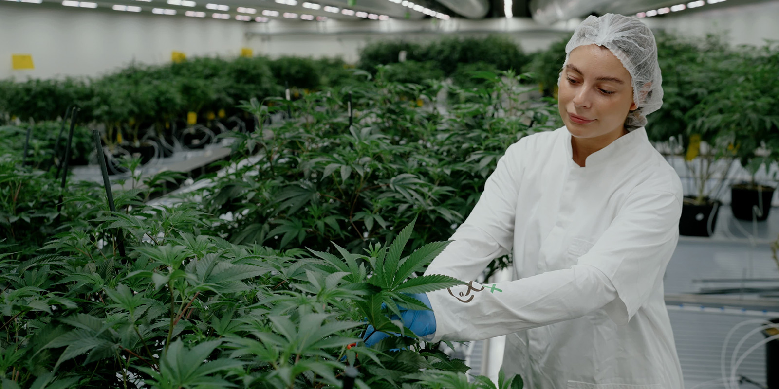 Refining Dutch icons: The evolution of White Choco and Super Silver Haze