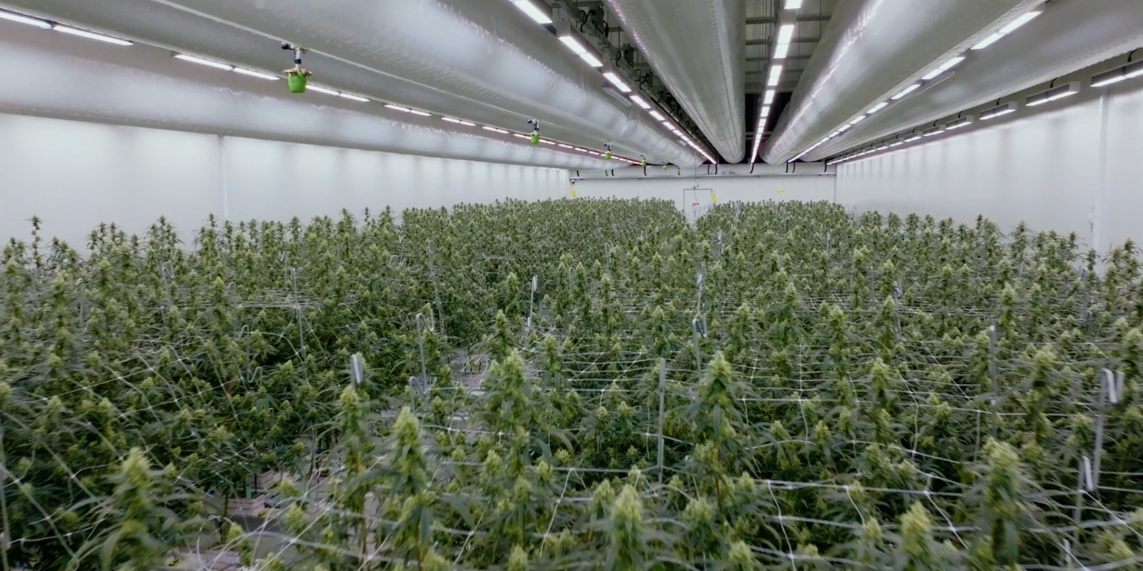 Visual insight into the future