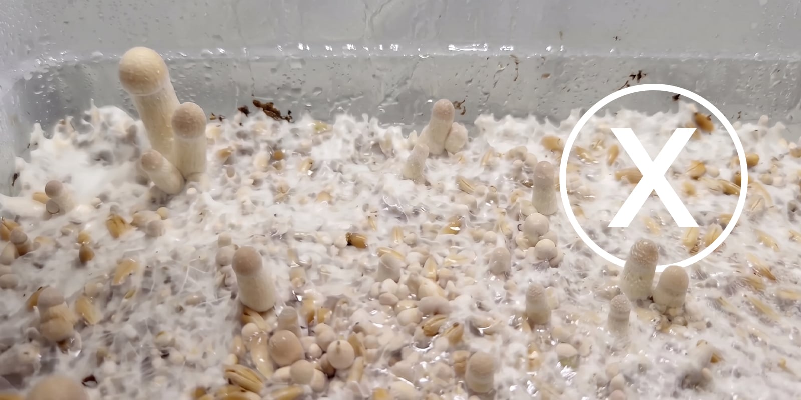 Common mistakes in a shoebox mushroom grow Common mistakes in a shoebox mushroom grow